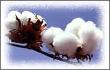 Ginning Machinery, Ginning Machines, Cotton Ginning Machinery, Ginning Machinery Manufacturer, Ginning Machinery Plants, Cotton Ginning, Aytinatuib Systems Textile Machinery Parts, Turnkey Projects, Ginning Machinery Supplier, Ginning Machinery Ahmedabad, Ginning Machinery Gujarat, Ginning Machinery India.